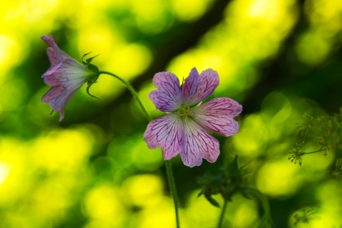Pencilled Cransbill on the banks of the Bann