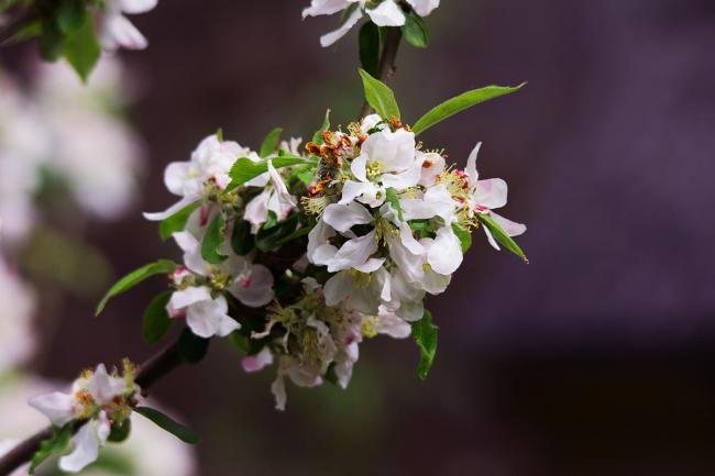 Apple blossom from Magourney Gardens