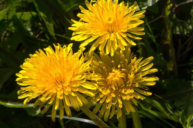 Dandelion flowering in March, Magourney Gardens.